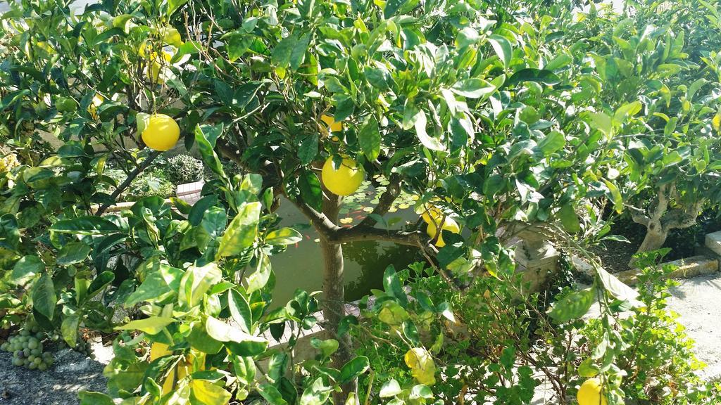 Sole E Fiori Di Sicilia Daire Valderice Dış mekan fotoğraf