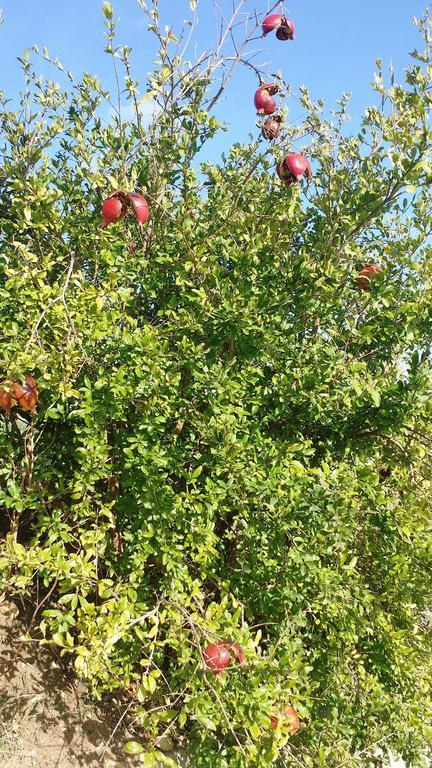 Sole E Fiori Di Sicilia Daire Valderice Dış mekan fotoğraf