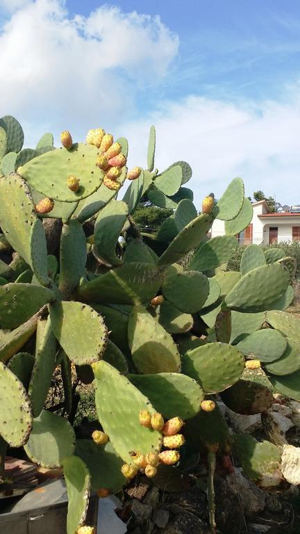 Sole E Fiori Di Sicilia Daire Valderice Dış mekan fotoğraf